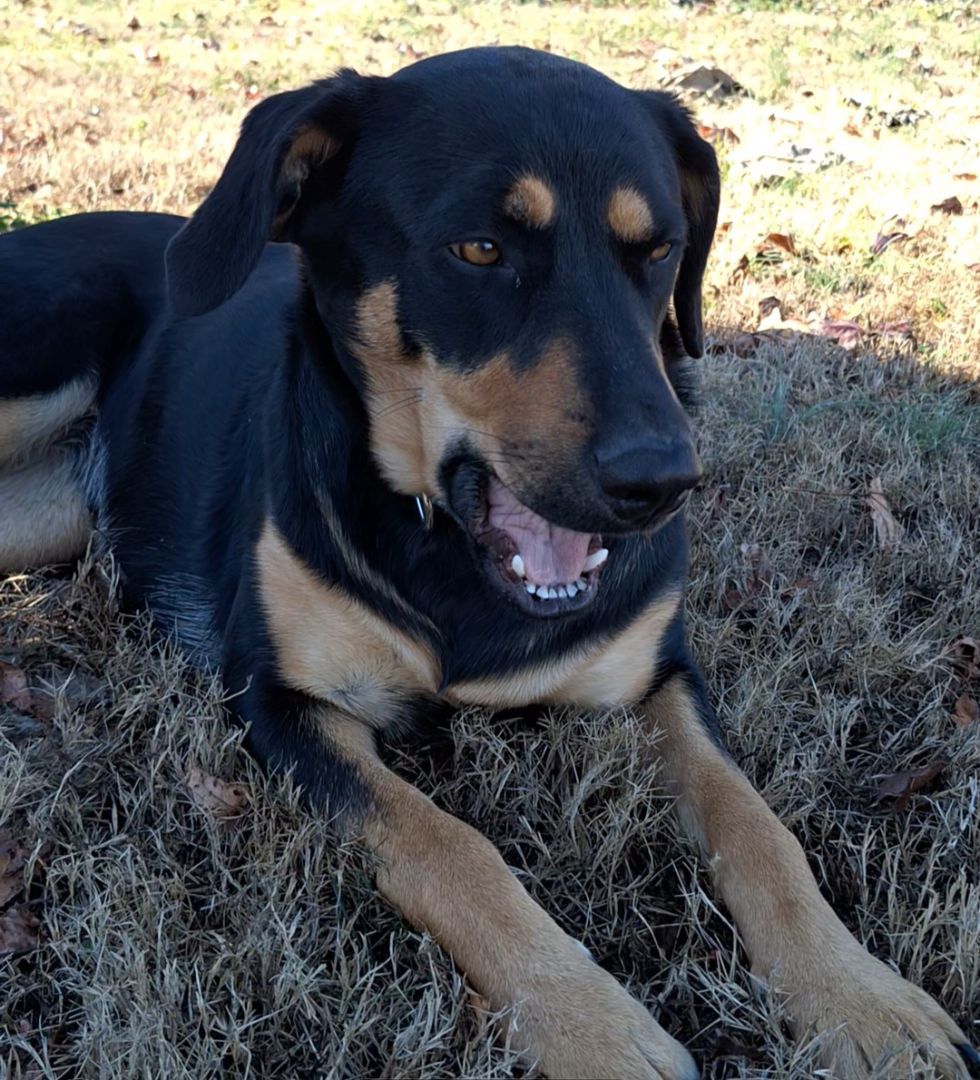 Enlarge Roxy, a Adopted mixed breed in Macclesfield, NC image 2/6