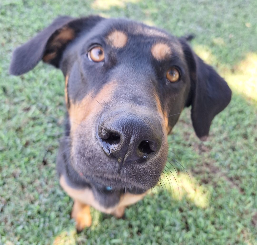 Enlarge Roxy, a Adopted mixed breed in Macclesfield, NC image 3/6