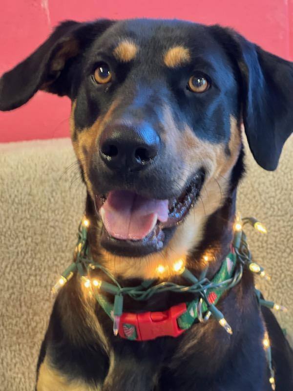 Enlarge Roxy, a Adopted mixed breed in Macclesfield, NC image 4/6