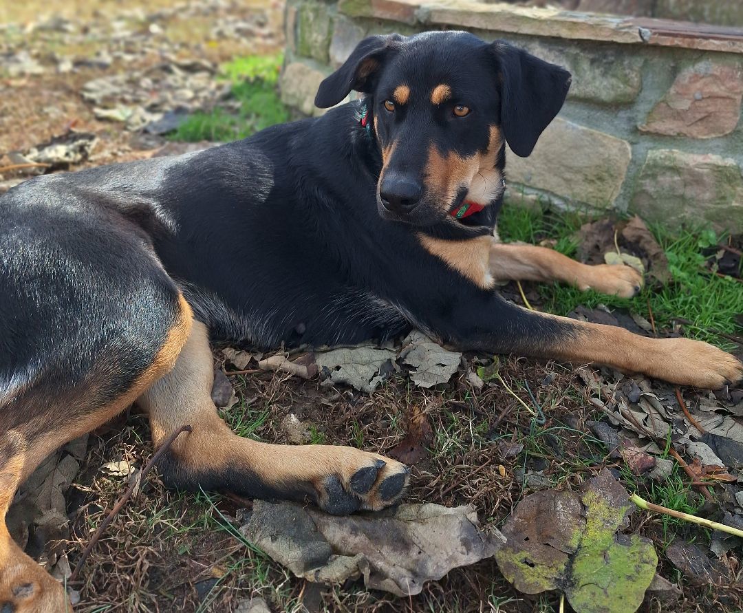Enlarge Roxy, a Adopted mixed breed in Macclesfield, NC image 5/6