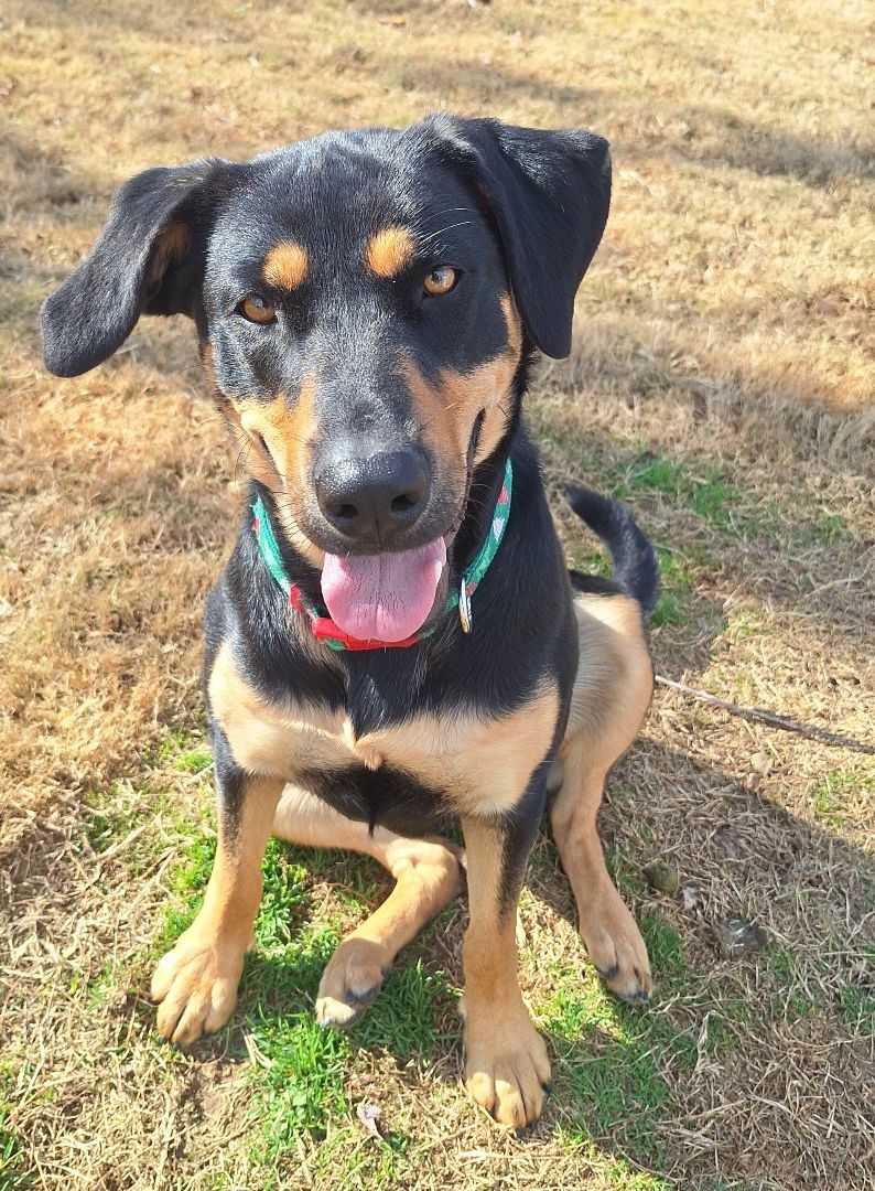 Enlarge Roxy, a Adopted mixed breed in Macclesfield, NC image 6/6