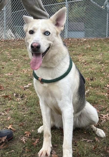 Arrow, Adoptable, Adult Male Husky & German Shepherd Dog.