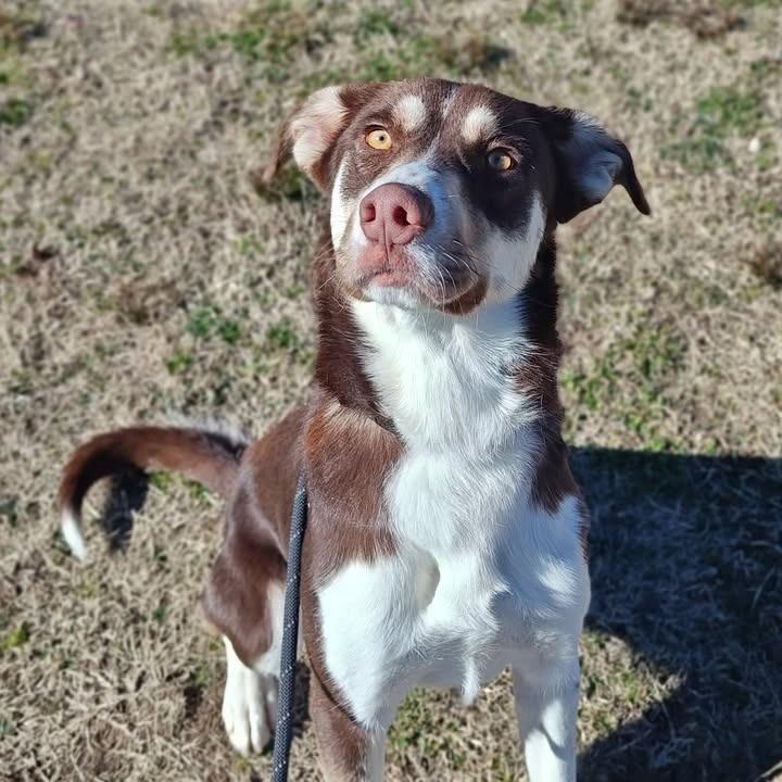 Ritz, Adoptable, Adult Female Husky & Shepherd.