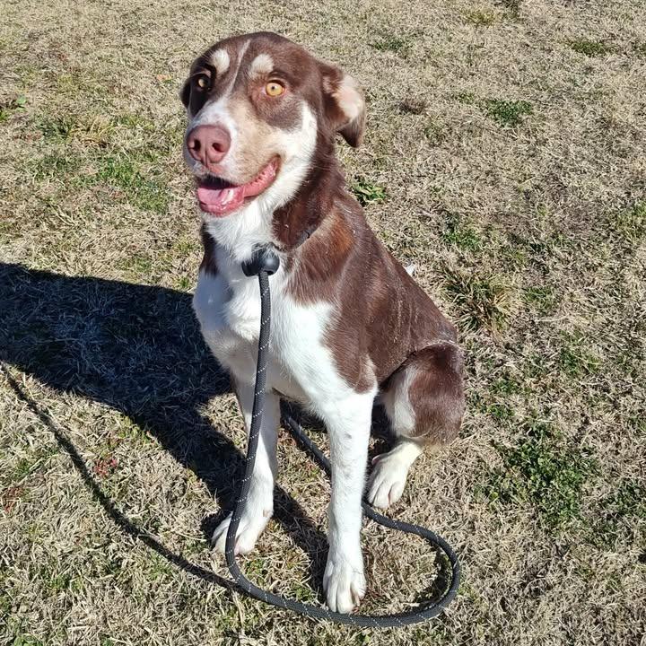 Enlarge Ritz, a Adoptable mixed breed in Springdale, AR image 3/6