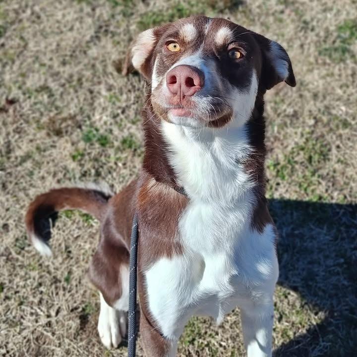 Enlarge Ritz, a Adoptable mixed breed in Springdale, AR image 4/6