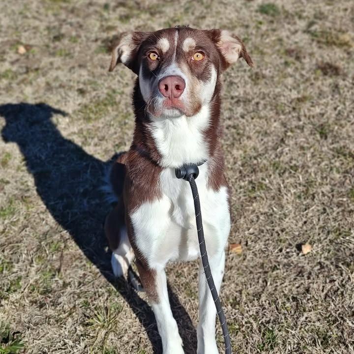 Enlarge Ritz, a Adoptable mixed breed in Springdale, AR image 5/6