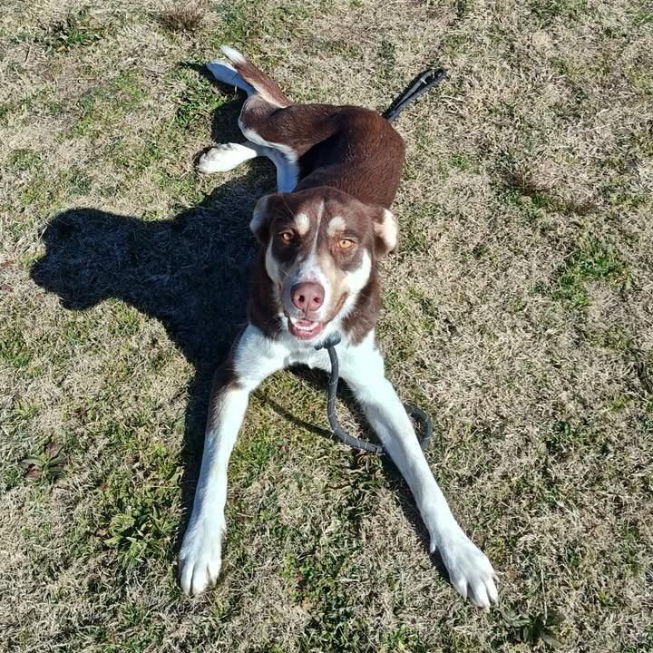 Enlarge Ritz, a Adoptable mixed breed in Springdale, AR image 6/6