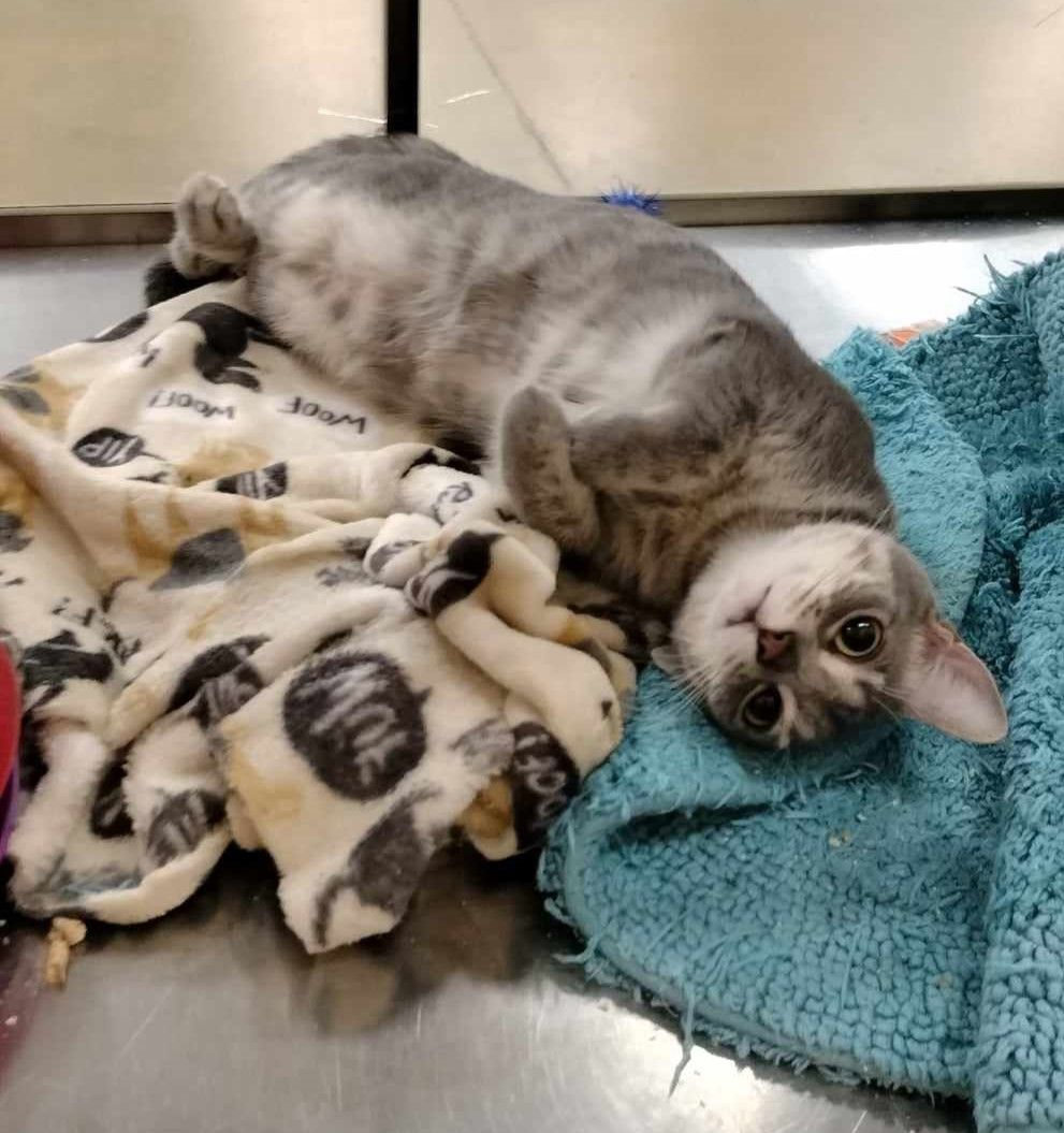 MERCEDES GARDNER, a Adoptable mixed breed in HEMET, CA image 2/6