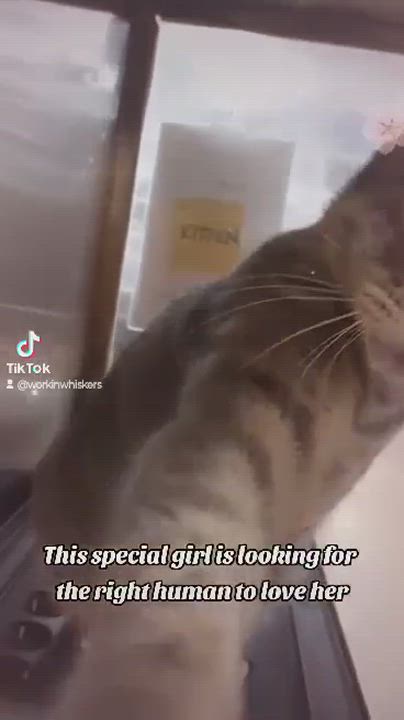 Enlarge MERCEDES GARDNER, a Adoptable mixed breed in HEMET, CA video 6/6