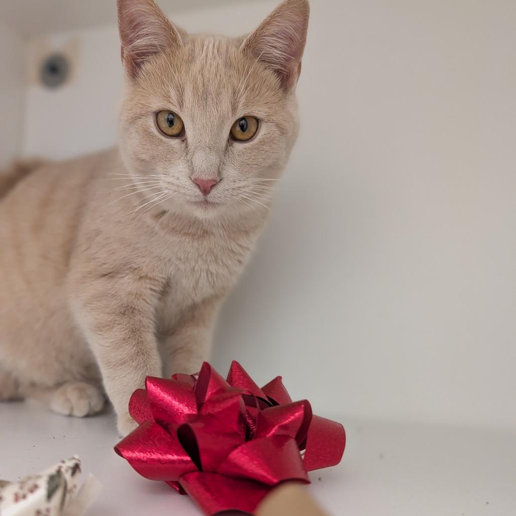 Byakuya, Adoptable, Young Male Domestic Short Hair.