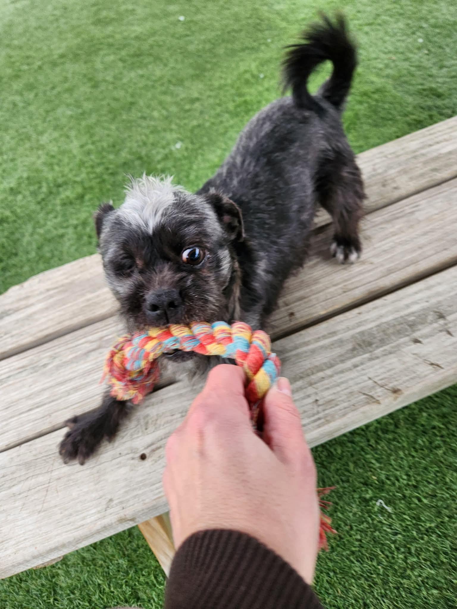 Enlarge Paul , a ADOPTABLE mixed breed in Sparta, WI image 5/6