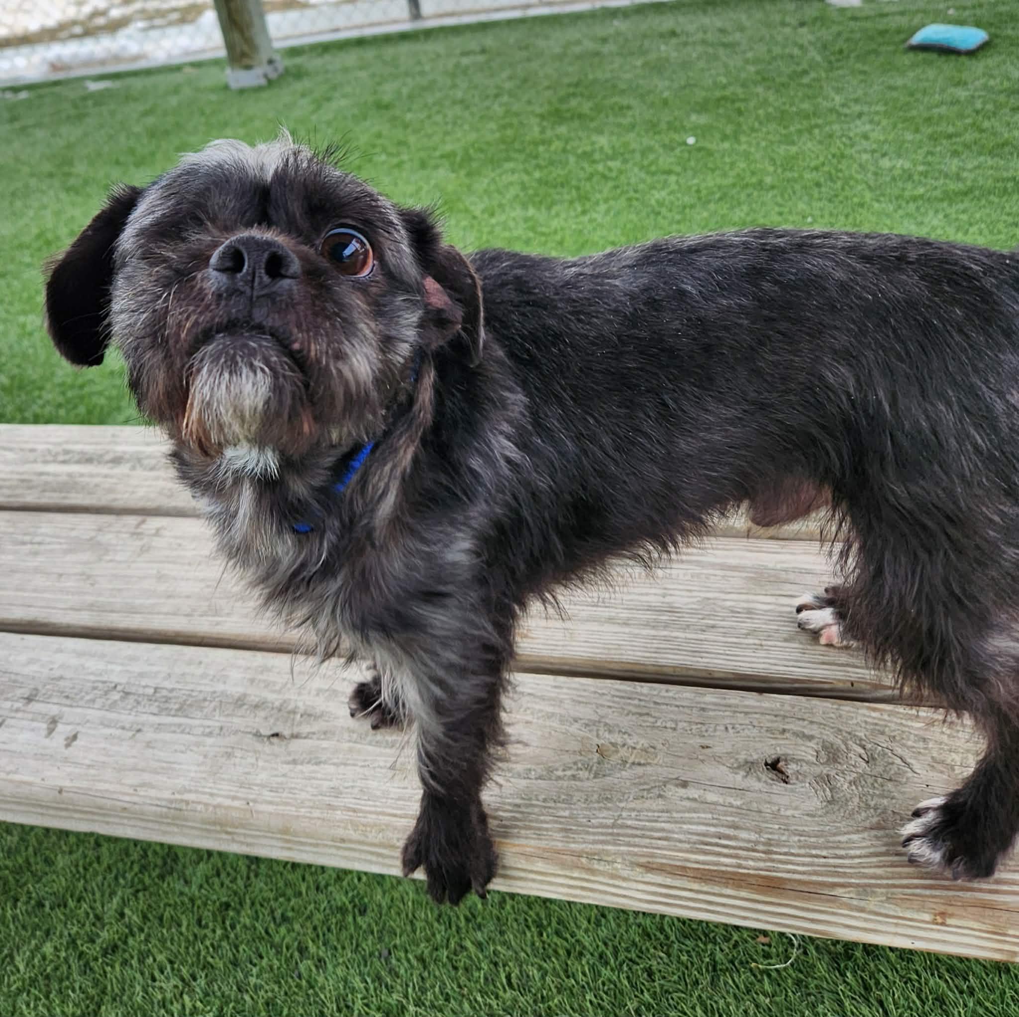 Enlarge Paul , a ADOPTABLE mixed breed in Sparta, WI image 6/6