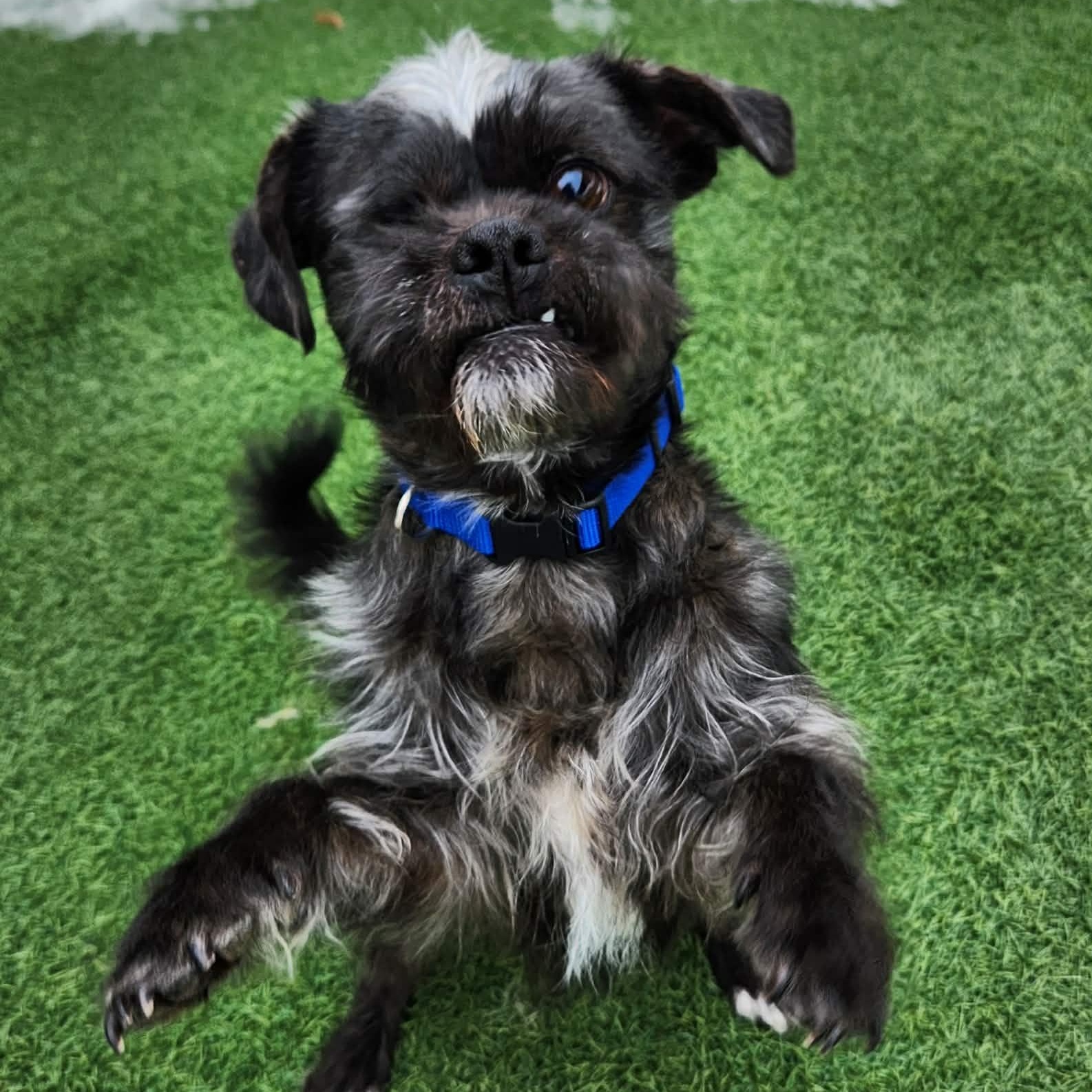 Enlarge Paul , a ADOPTABLE mixed breed in Sparta, WI image 3/6