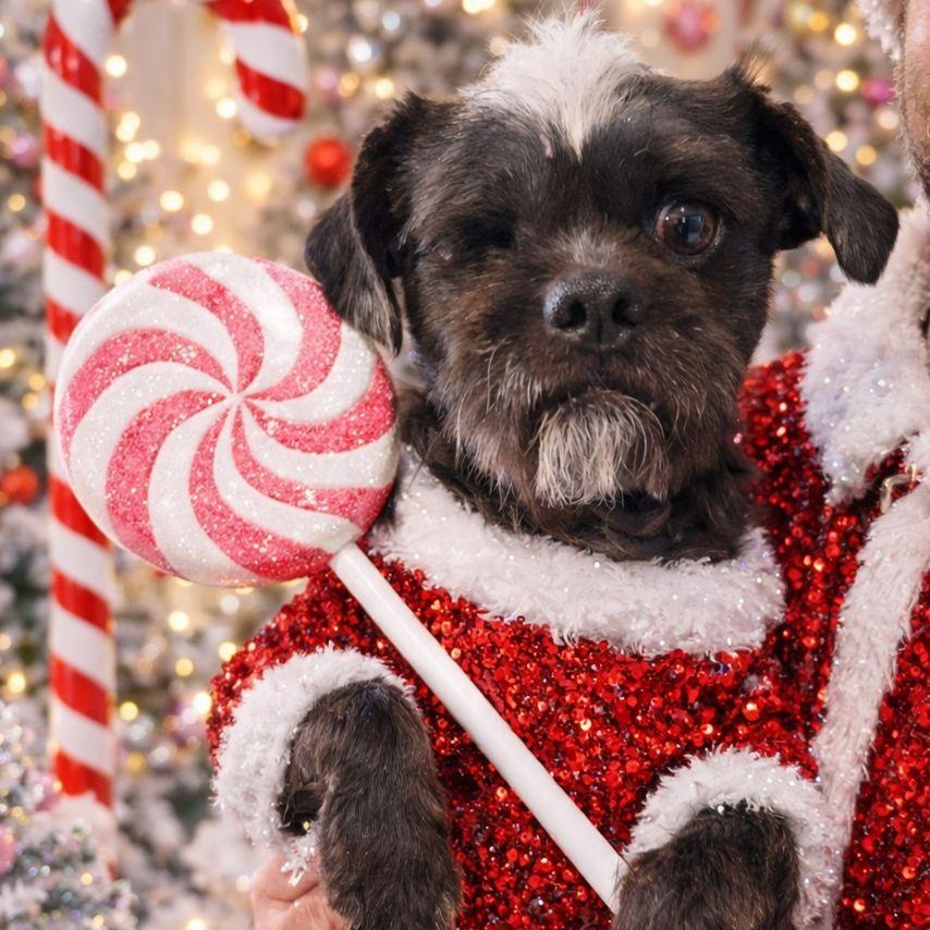 Paul , ADOPTABLE, Adult Male Shih Tzu.