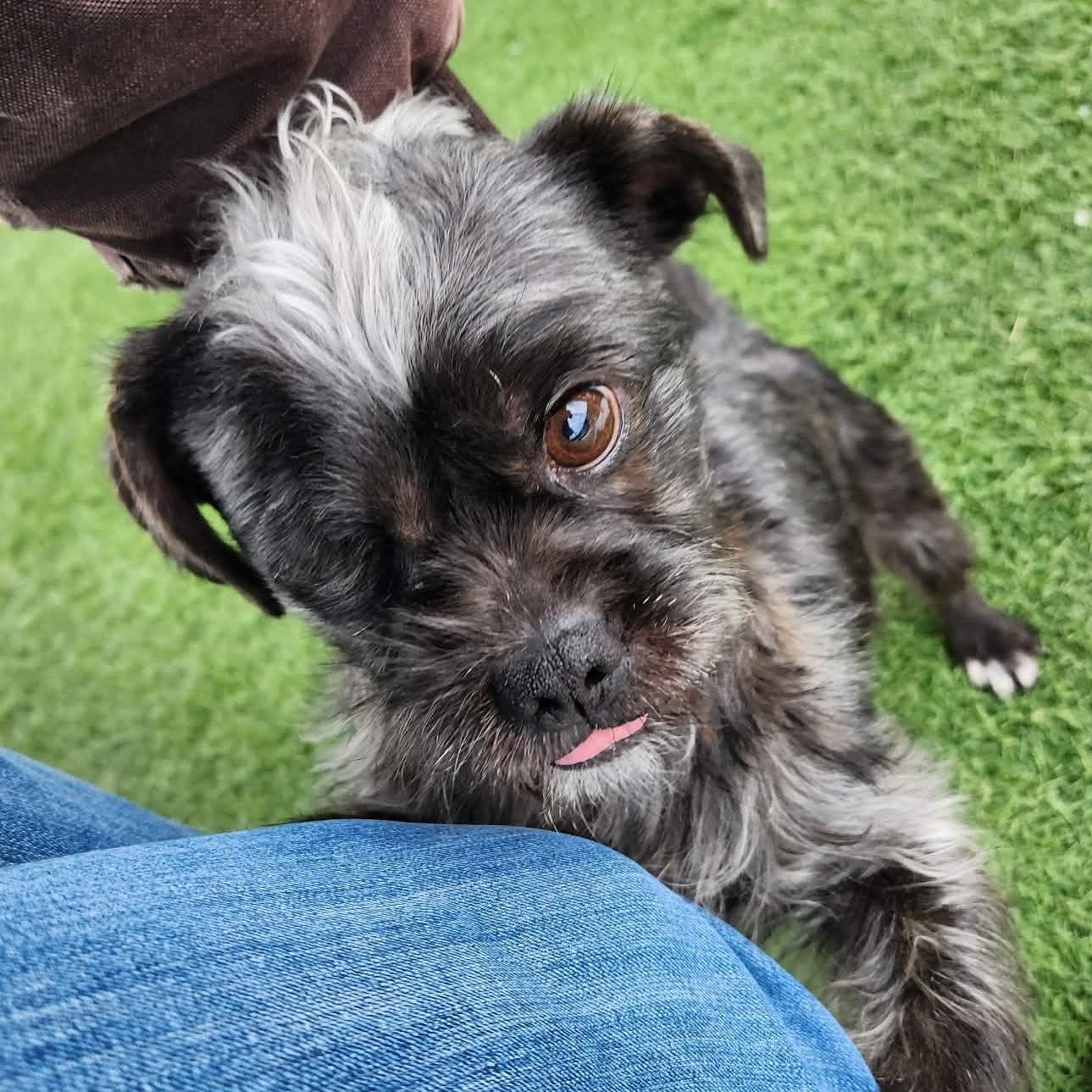 Enlarge Paul , a ADOPTABLE mixed breed in Sparta, WI image 4/6