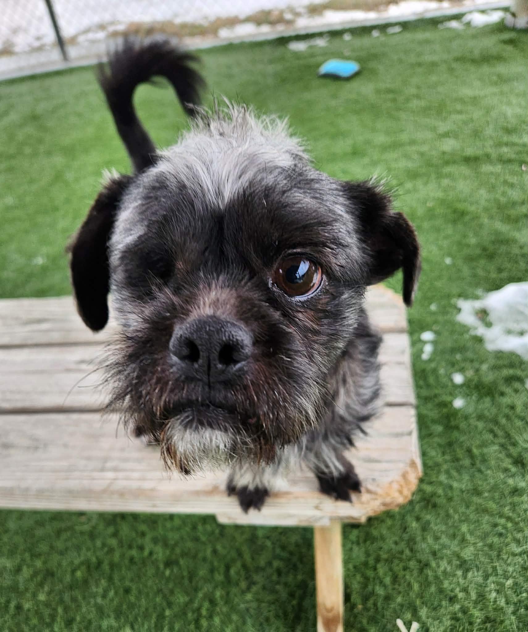 Enlarge Paul , a ADOPTABLE mixed breed in Sparta, WI image 2/6