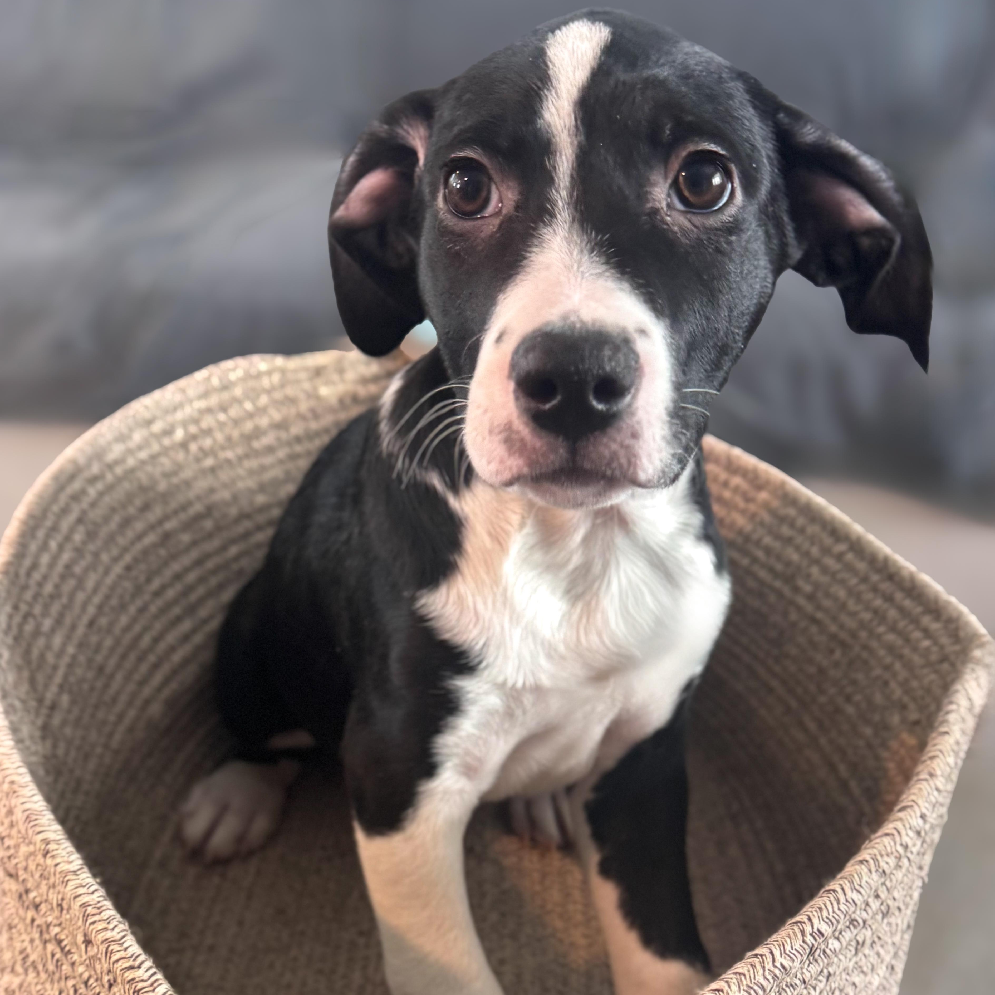 Enlarge Doc, a Adoptable mixed breed in Lindenhurst, NY image 1/1