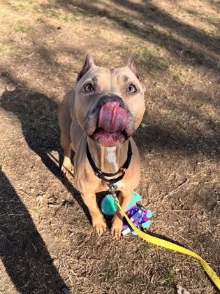 Sage — thumbnail 2