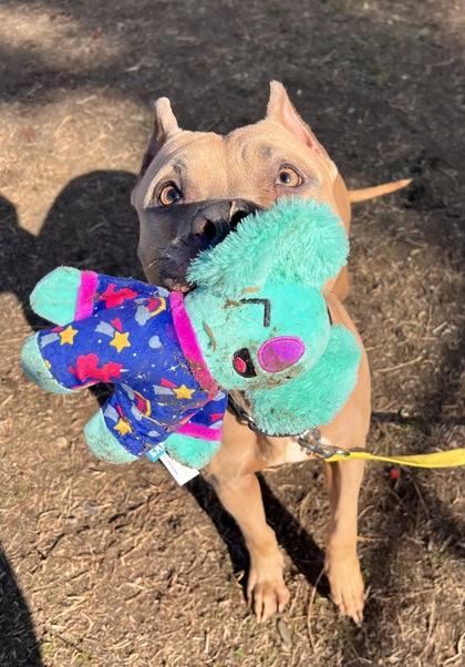 Sage — thumbnail 3