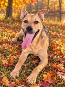 Baxter, Adoptable, Puppy Male American Staffordshire Terrier & Mixed Breed.