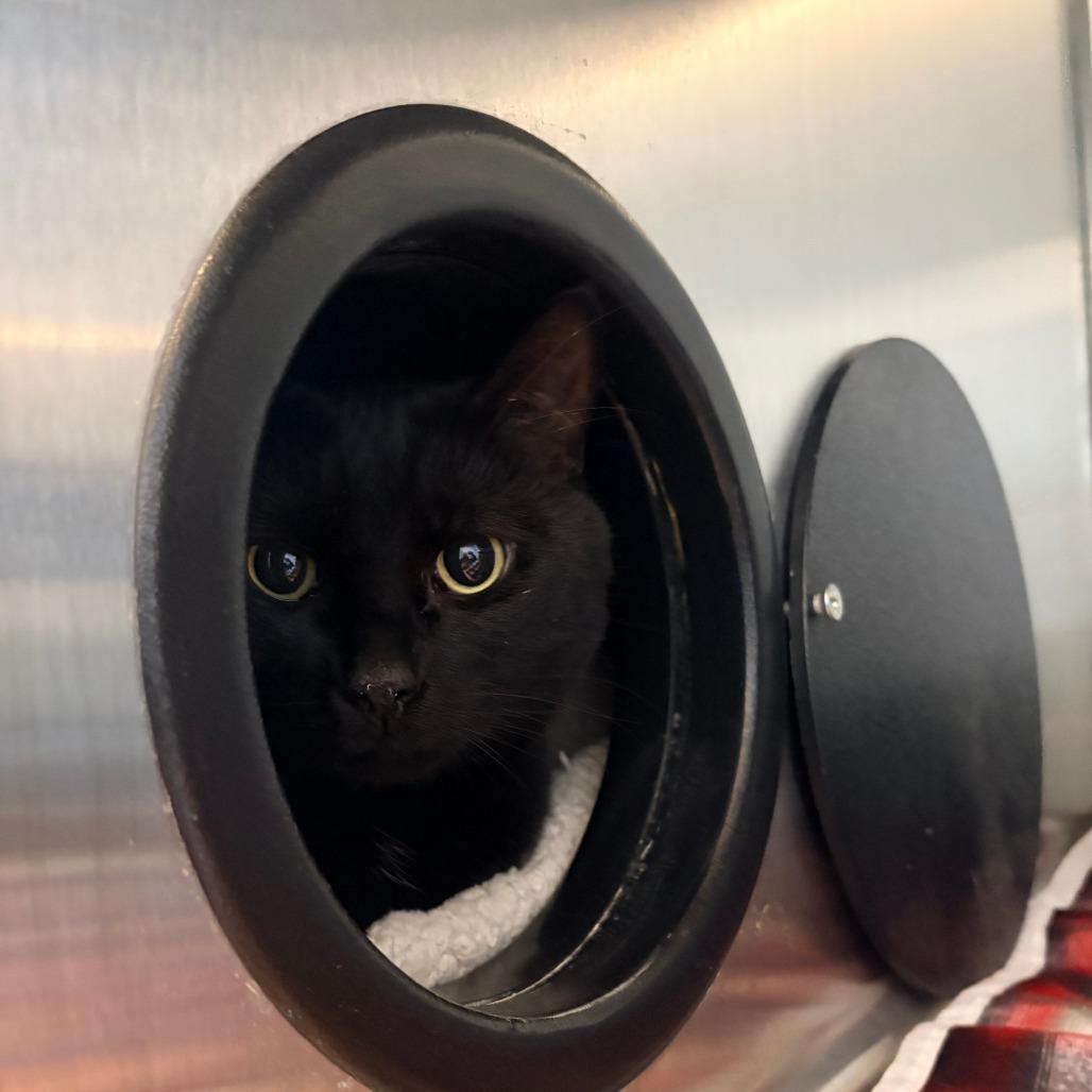 Mearle, Adoptable, Adult Male Domestic Short Hair.