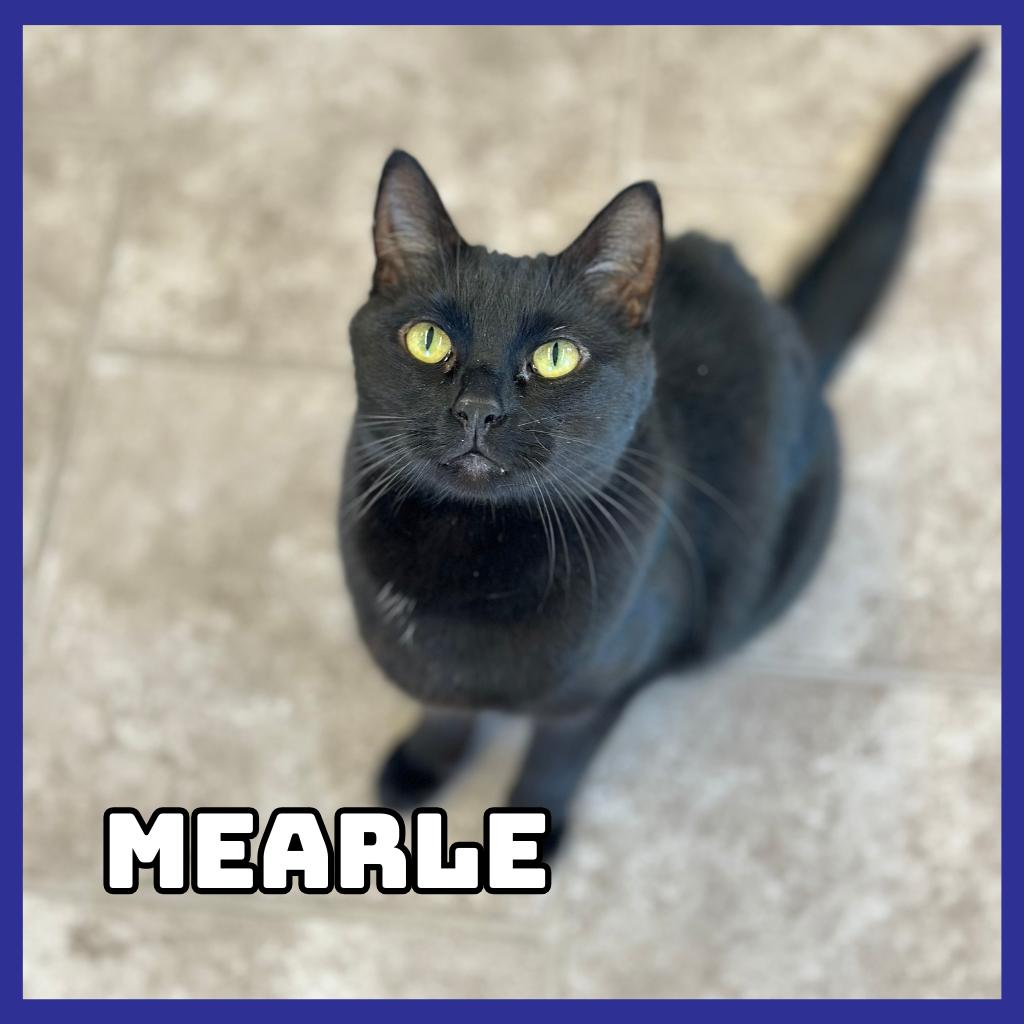 Enlarge Mearle, a Adoptable Domestic Short Hair in Glenwood, MN image 2/3