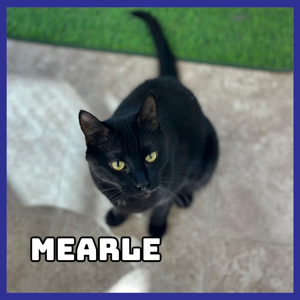Enlarge Mearle, a Adoptable Domestic Short Hair in Glenwood, MN image 2/2