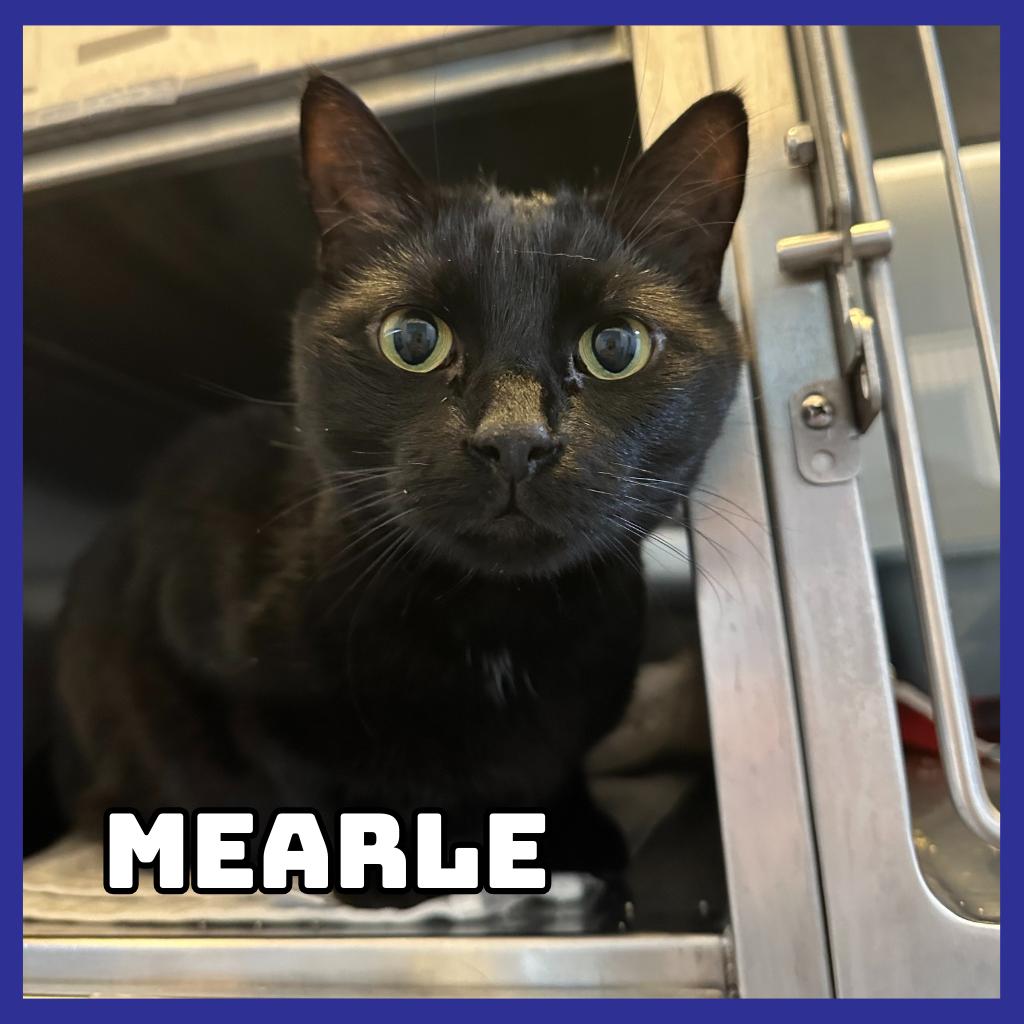 Enlarge Mearle, a Adoptable Domestic Short Hair in Glenwood, MN image 3/3
