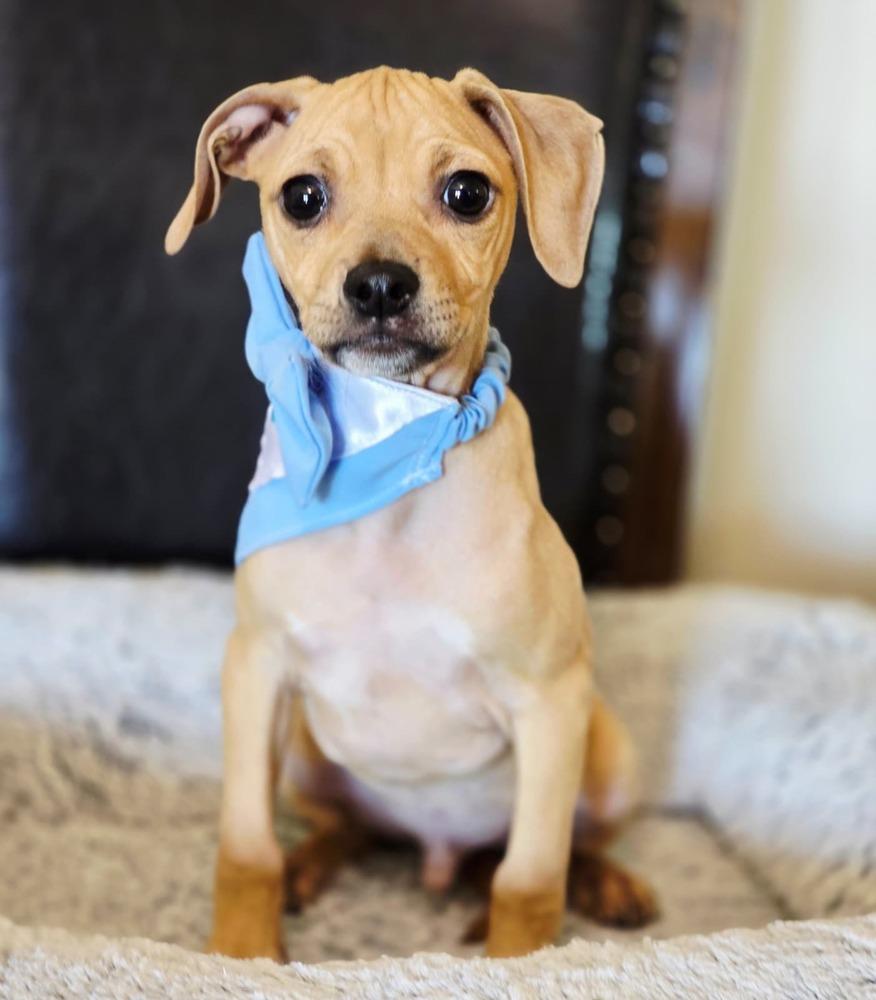 Enlarge Arthur, a Adoptable mixed breed in New York, NY image 1/2