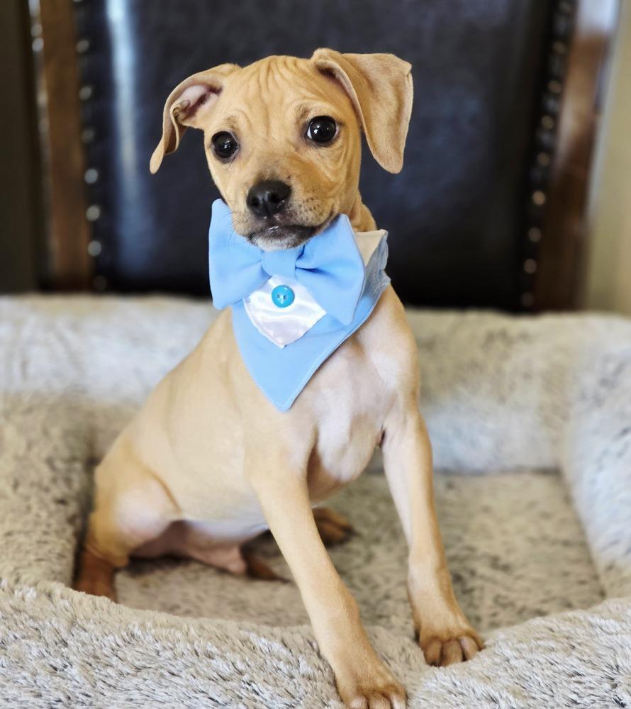 Enlarge Arthur, a Adoptable mixed breed in New York, NY image 2/2