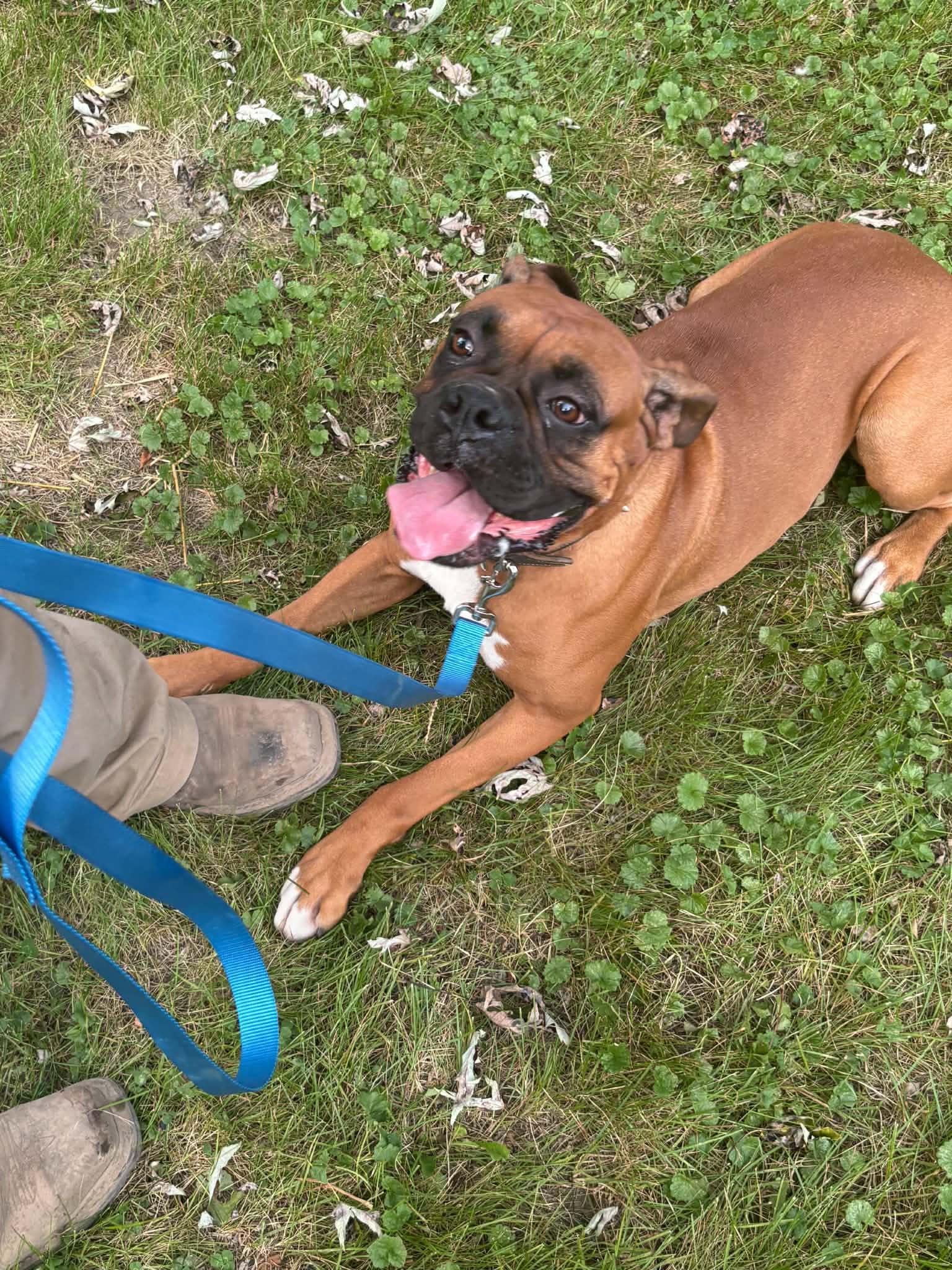 Butchie, Adoptable, Adult Male Boxer.