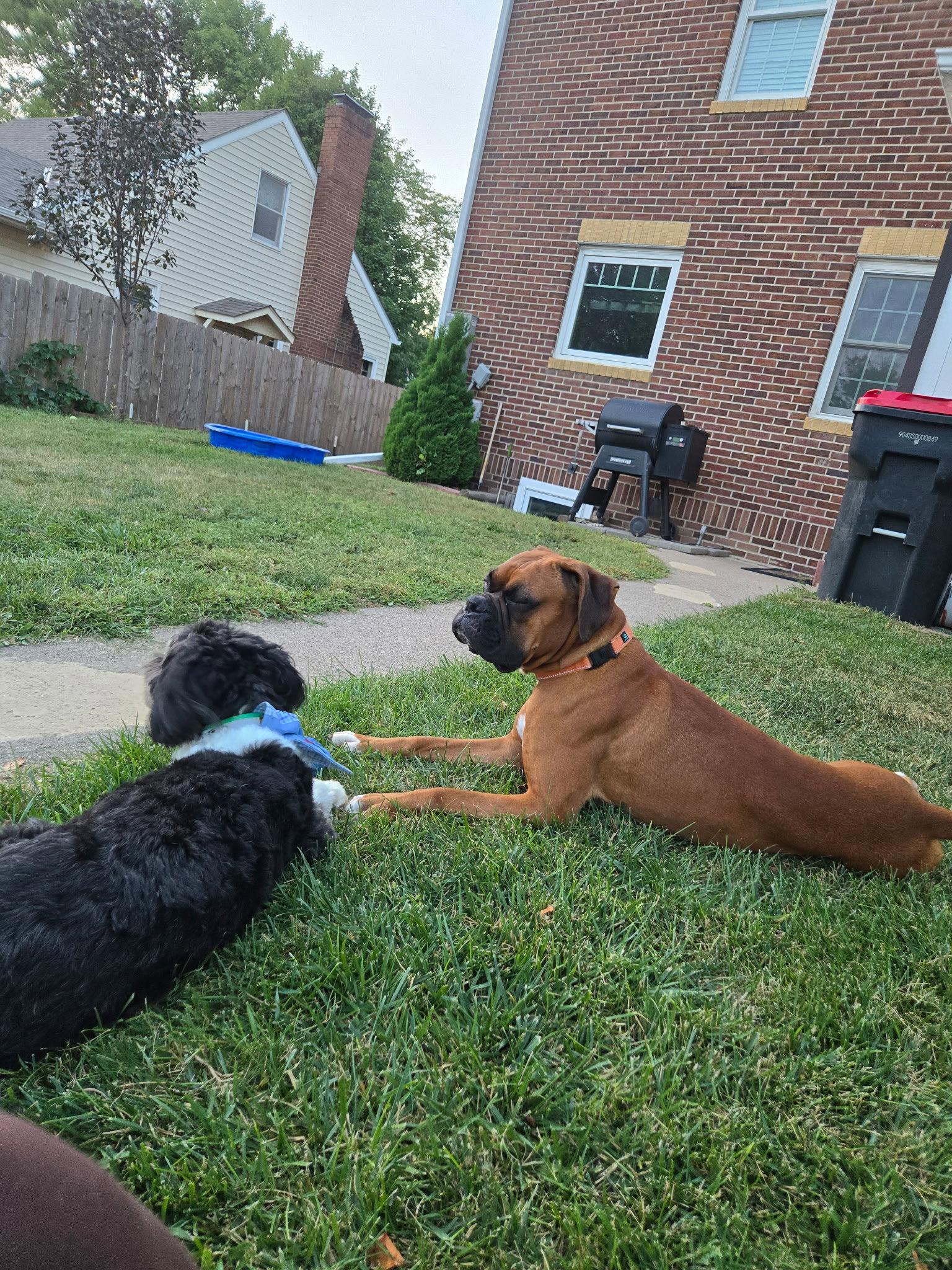 Enlarge Butchie, a Adoptable Boxer in Woodbury, MN image 1/3