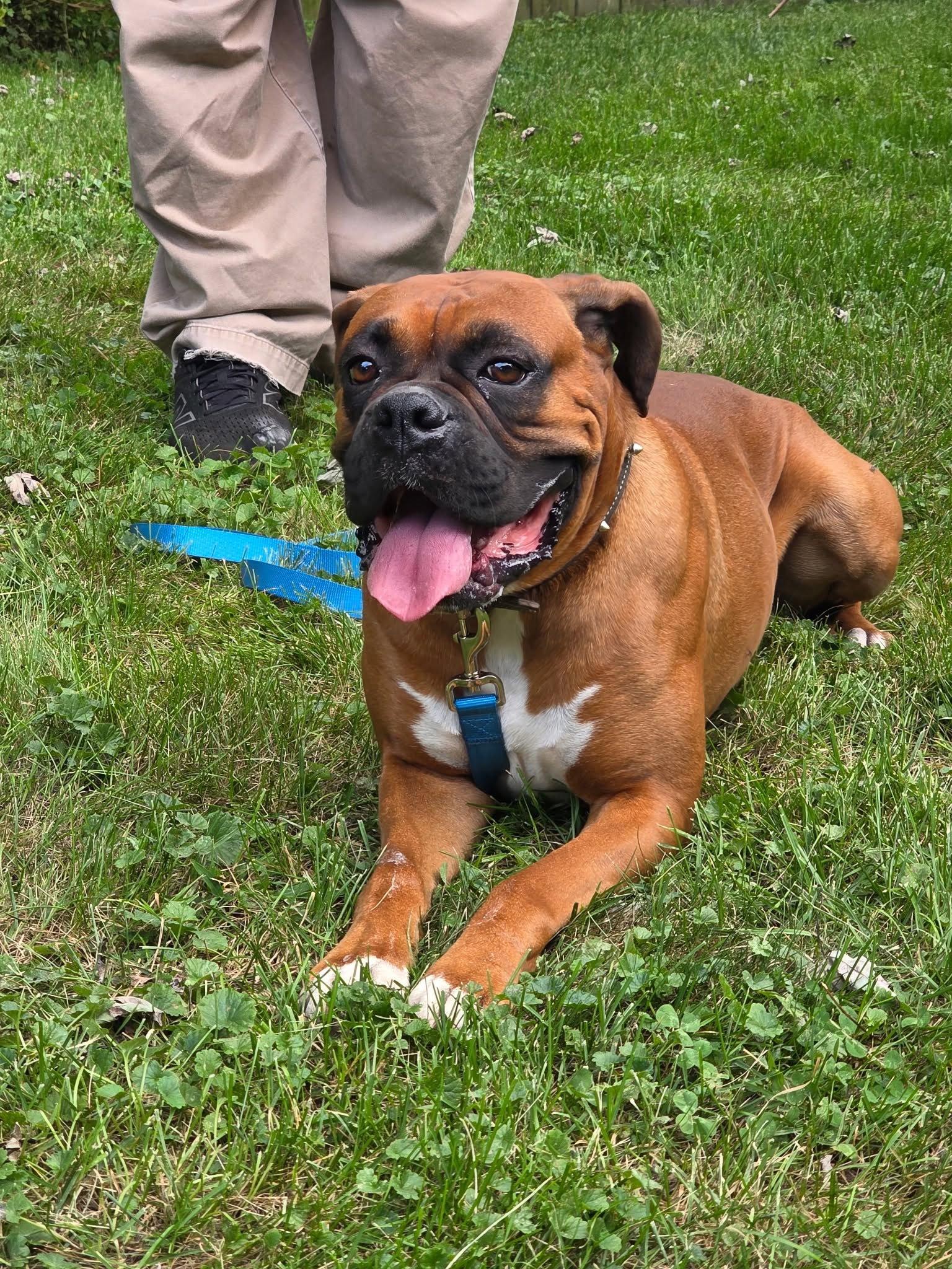 Enlarge Butchie, a Adoptable Boxer in Woodbury, MN image 2/2