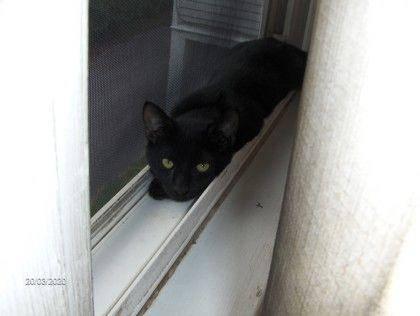 Max, adopted, Young Male Domestic Short Hair.