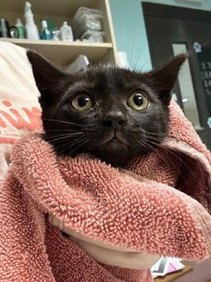 Max, an adopted Domestic Short Hair in Williamsport, PA image 2/3