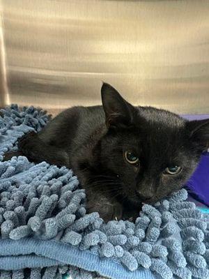 Max, an adopted Domestic Short Hair in Williamsport, PA image 3/3