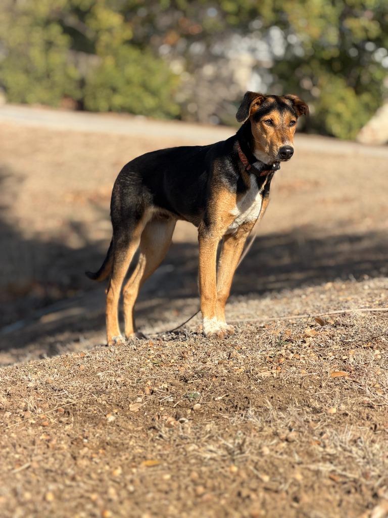 Finn, Adoptable, Young Male Hound.