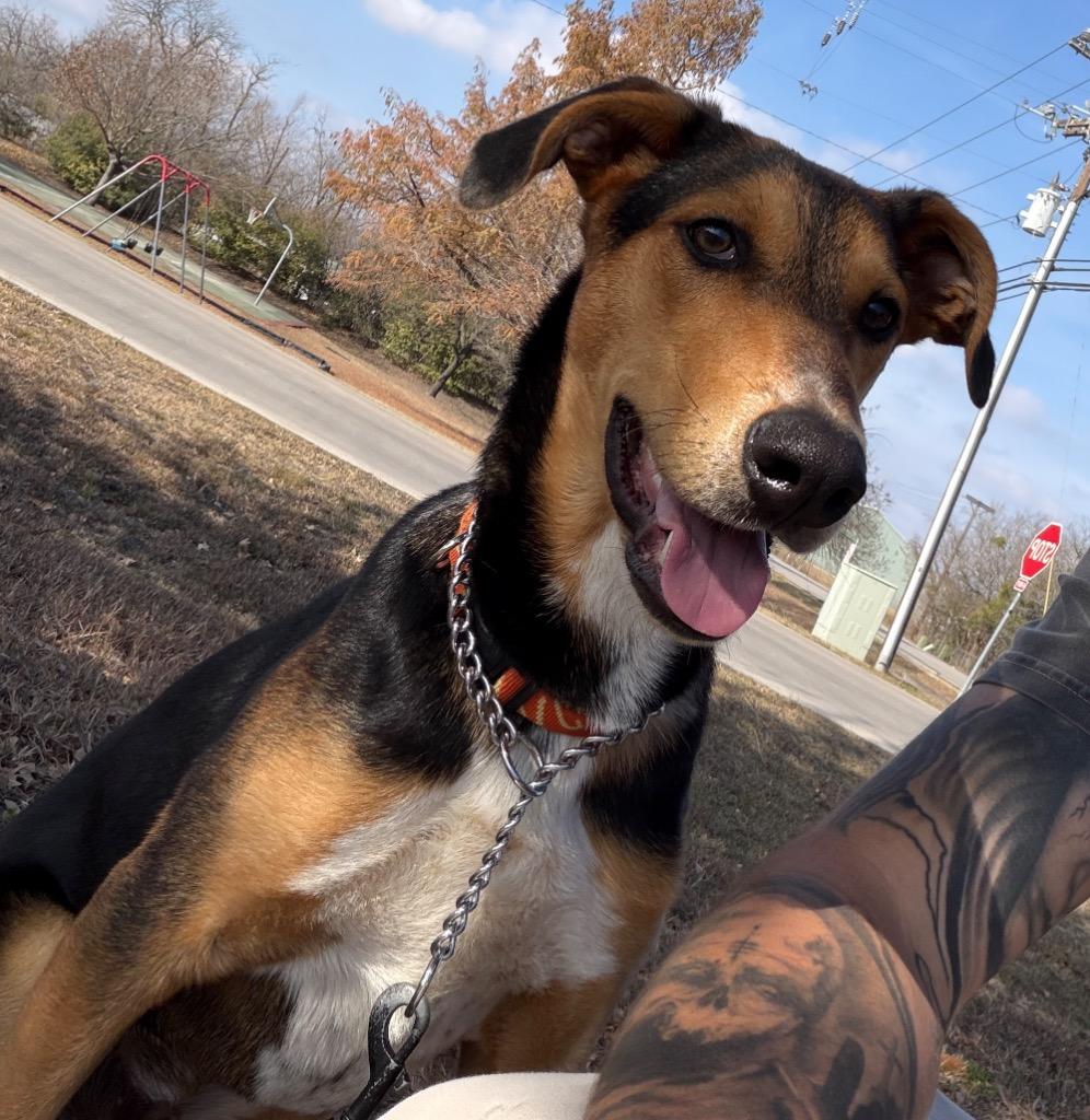 Enlarge Finn, a Adoptable Hound in Leander, TX image 2/6