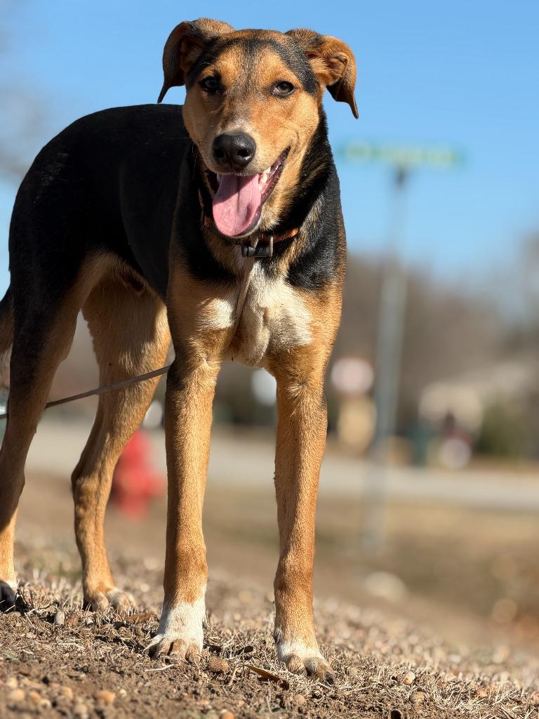 Enlarge Finn, a Adoptable Hound in Leander, TX image 3/6