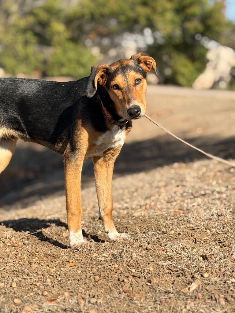 Enlarge Finn, a Adoptable Hound in Leander, TX image 4/6