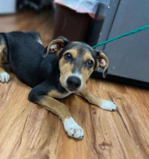 Clyde, Adoptable, Young Male Hound.