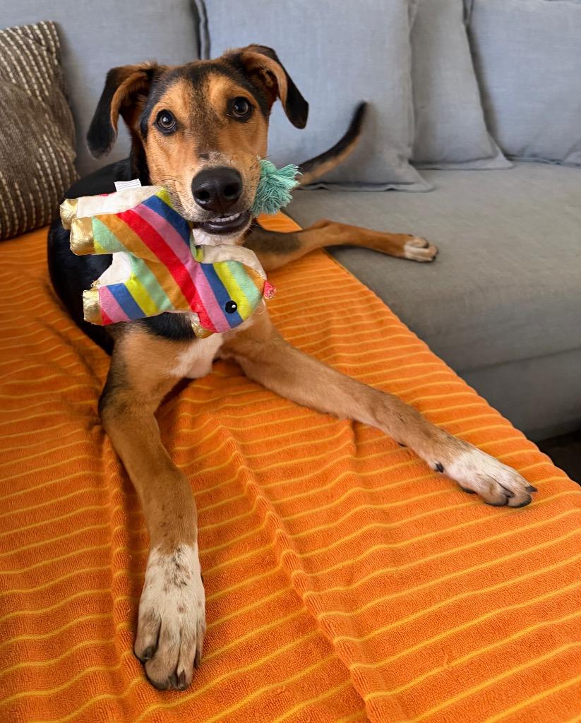 Enlarge Finn, a Adoptable Hound in Leander, TX image 5/6