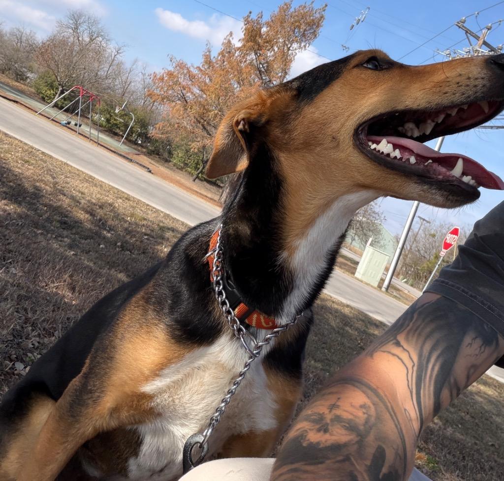 Enlarge Finn, a Adoptable Hound in Leander, TX image 6/6