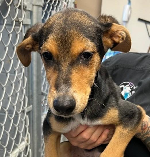 Clyde, Adoptable, Puppy Male Hound.