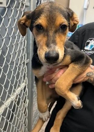 Enlarge Clyde, a Adoptable Hound in Leander, TX image 3/4