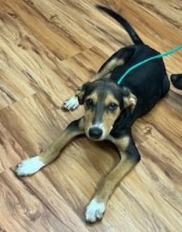 Enlarge Clyde, a Adoptable Hound in Leander, TX image 4/4