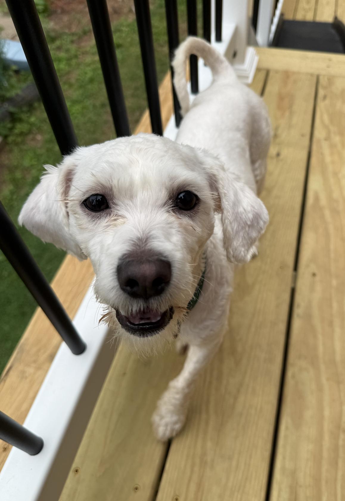 Gizmo, Adoptable, Young Male Maltese.
