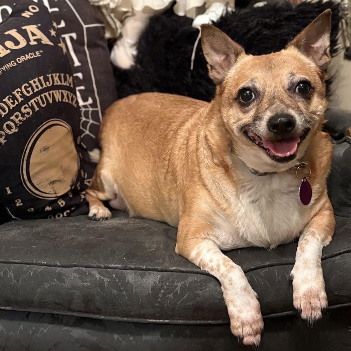Fanny, Adoptable, Adult Female Chihuahua.