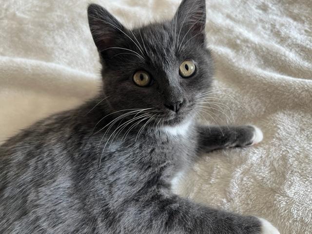 Mikey & Ms Goose w/video, a ADOPTABLE Domestic Short Hair in Eagle Point, OR image 3/5