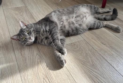 Mikey & Ms Goose w/video, a ADOPTABLE Domestic Short Hair in Eagle Point, OR image 2/5